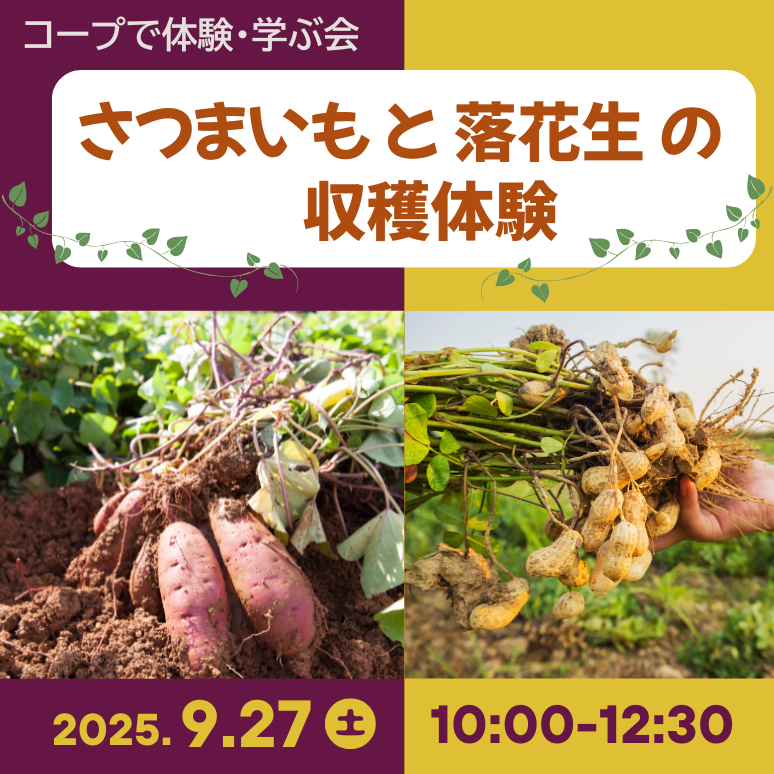 さつまいも落花生収穫体験　サムネ